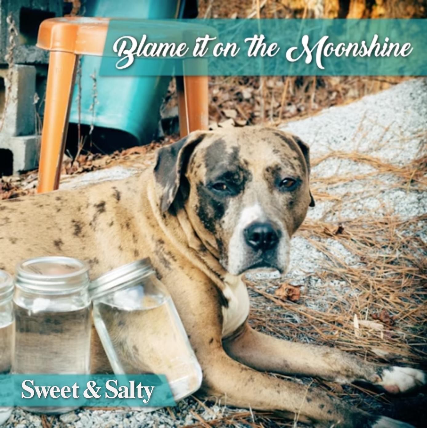 Blame It On The Moonshine - Sweet & Salty Blues Band